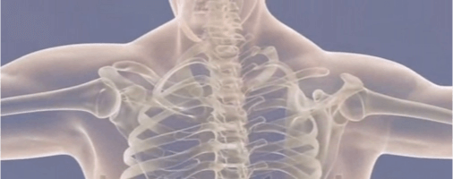 FUNCTIONAL ANATOMY CERTIFICATION (KFA)